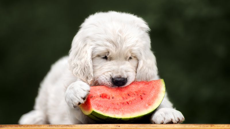 Tropical Treat Connoisseur