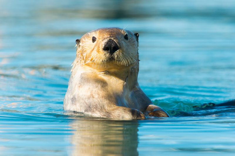 Distinctive Vocalizations