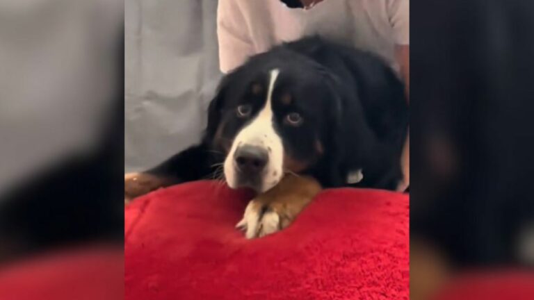 rescued dog