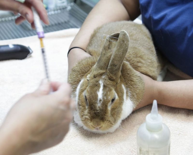 Expert Veterinary Care Everywhere You Look