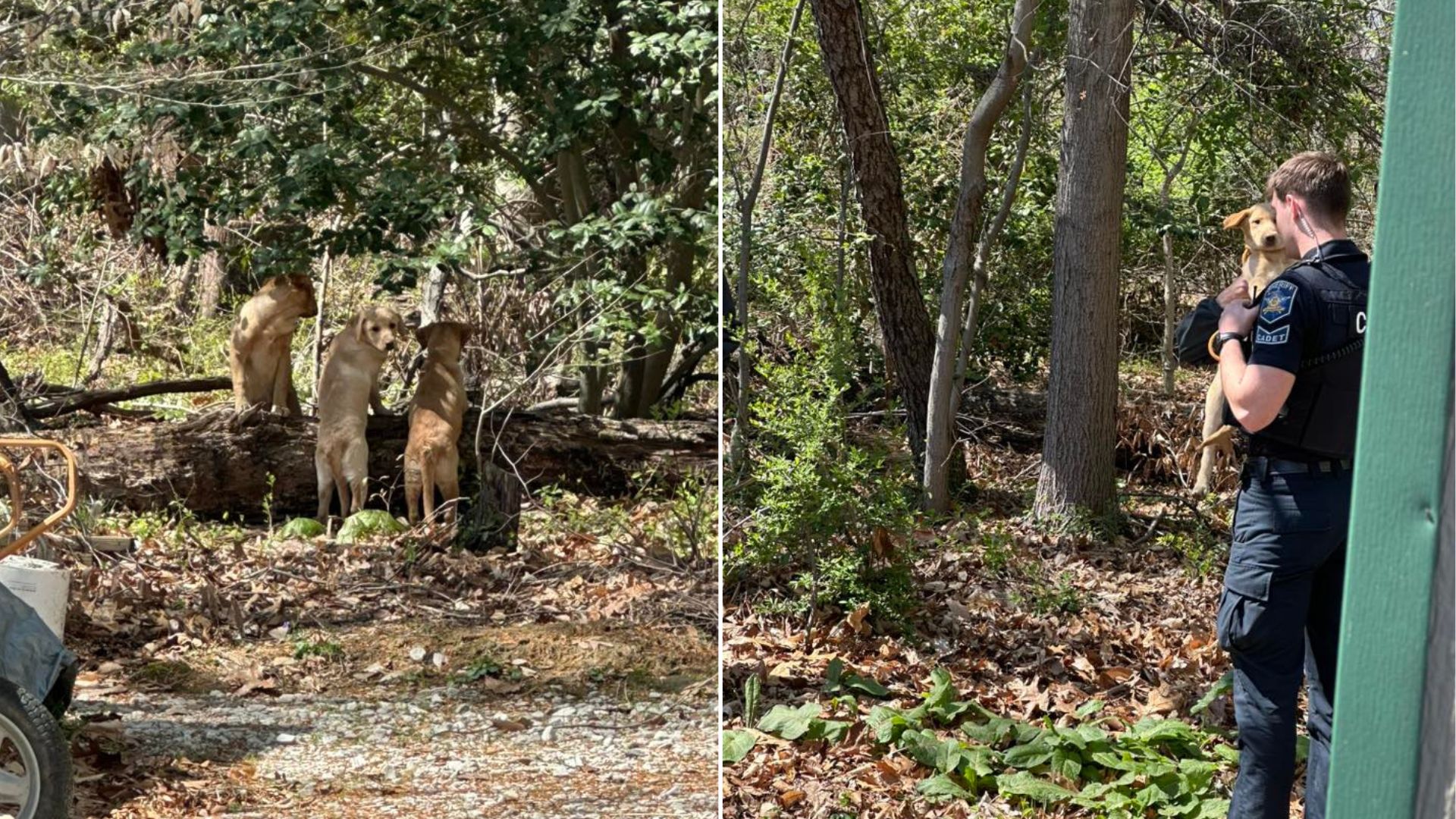 Rescuers Find Three Shivering Puppies Abandoned In Maryland Woods