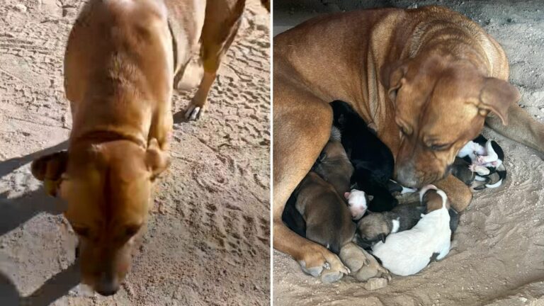 mama dog with puppies in desert