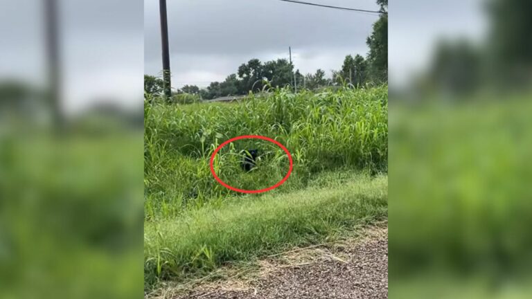 dog in grass