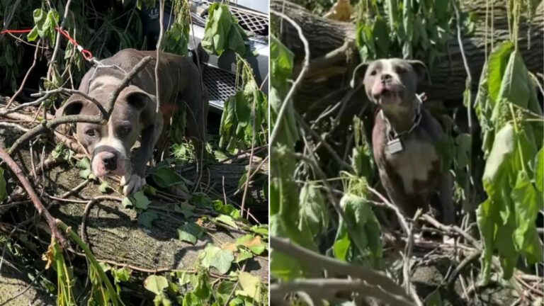 abandoned dog