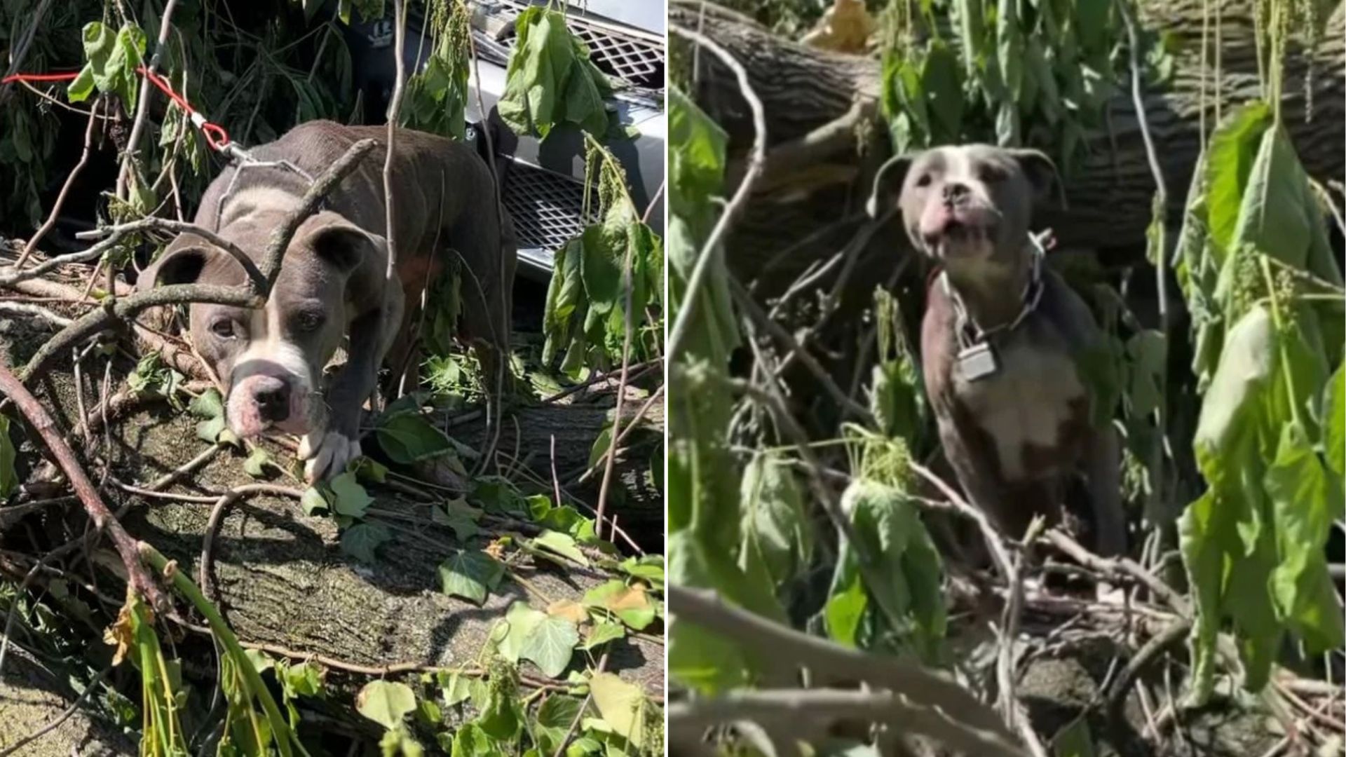 abandoned dog