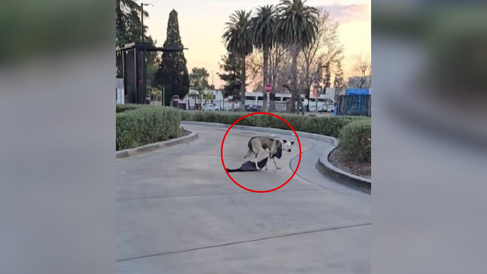 Rescuers Spot Nervous Pup With Something Wrapped Around Her Neck In California Drive-Thru