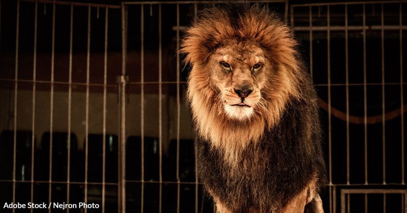 The Exotic Pet Prohibition