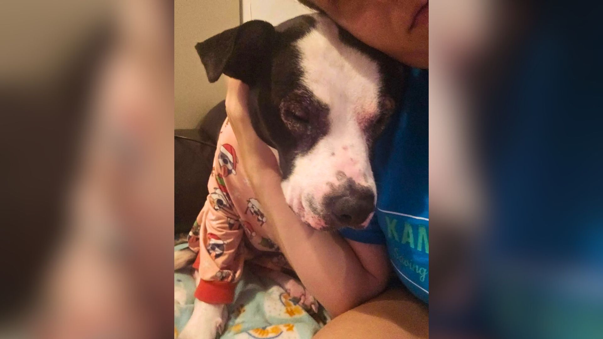Returned 5 Times To Kansas Shelter, This Sweet Dog Still Can’t Find Her Family
