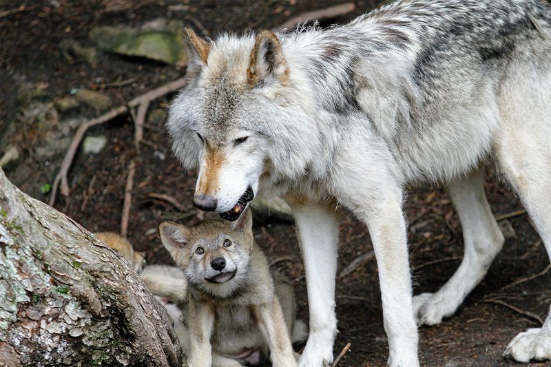 Montana's Wildlife Conflicts