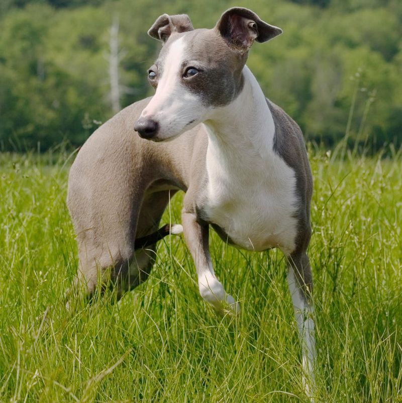 Italian Greyhound: Sunbathing Sophisticates