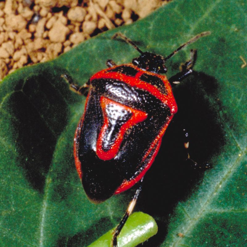Black-and-Red Stink Bug