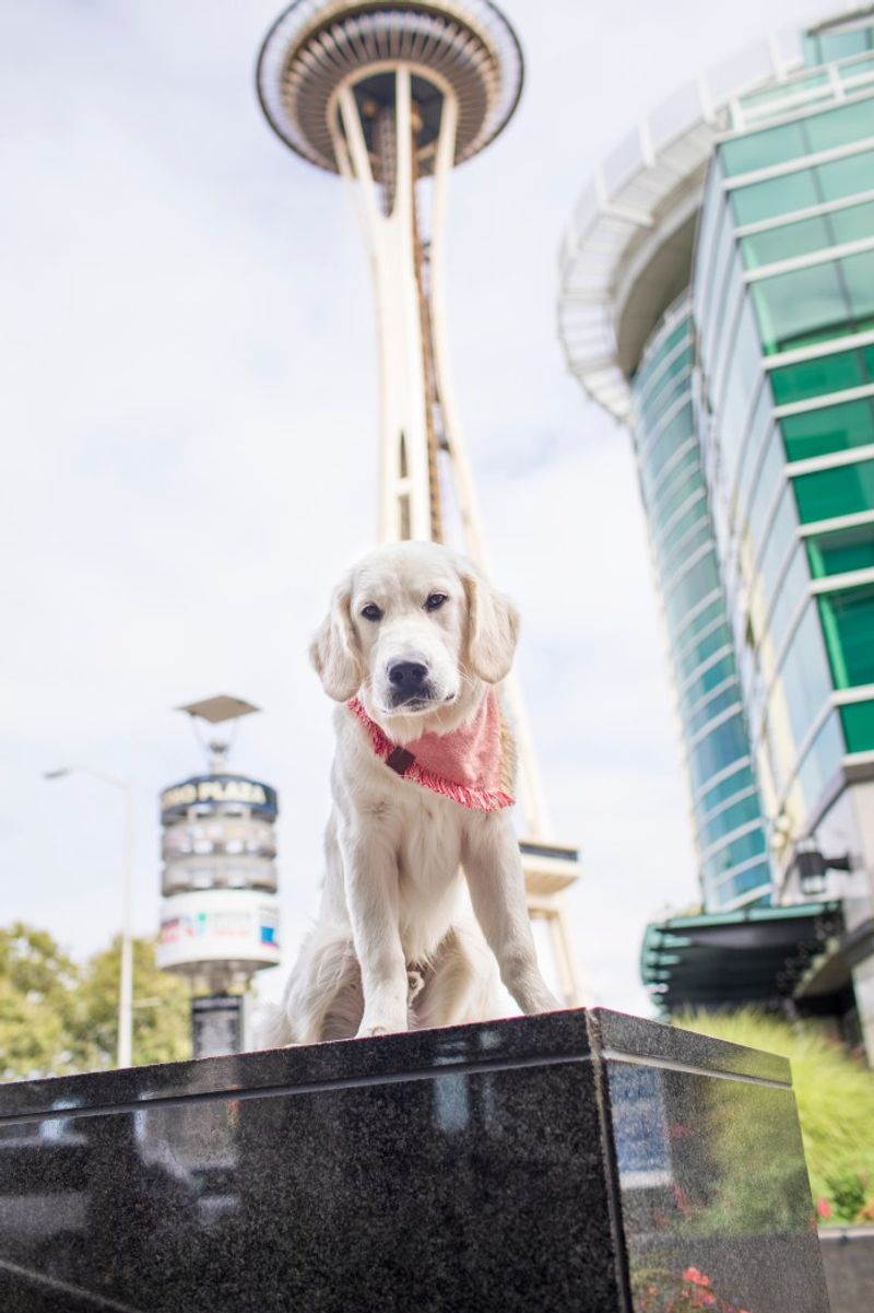 Seattle, Washington: Rainy City, Sunny Dog Scene