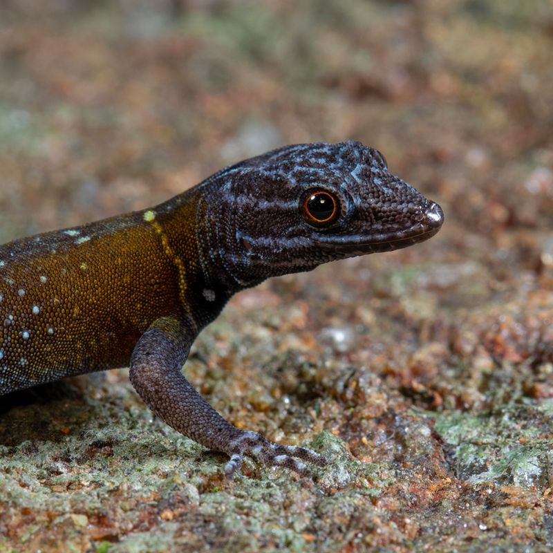 Florida Reef Gecko: The Miniature Marvel Clinging to Survival