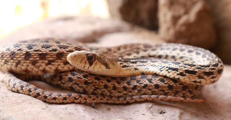 Gopher Snake: The Master of Bluff