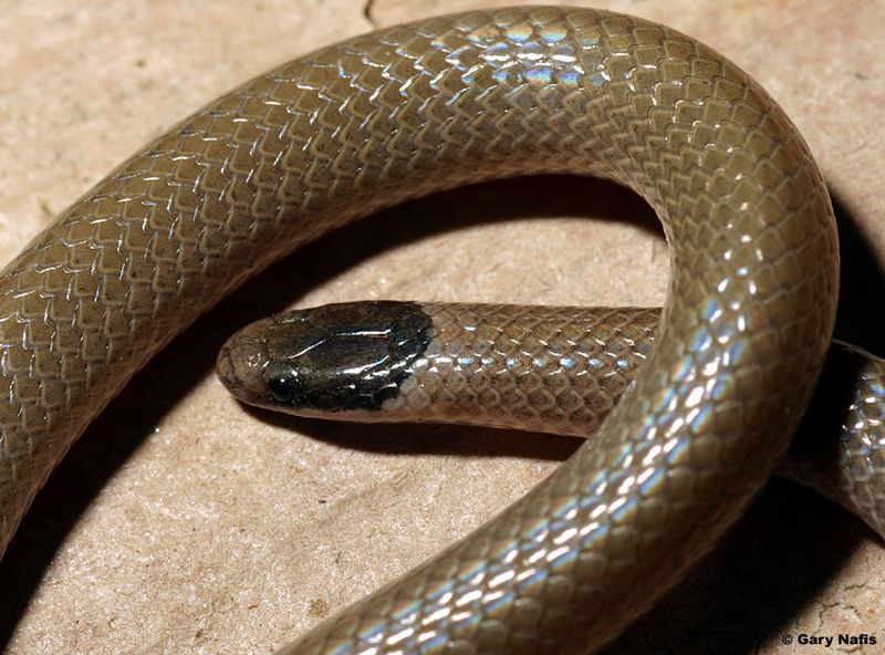 Western Black-headed Snake