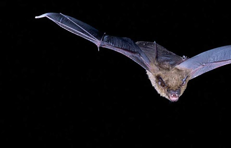 Little Brown Bats: The Twilight Insect Patrol