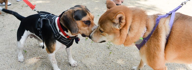 McCarren Park Dog Run: Brooklyn's Social Hub