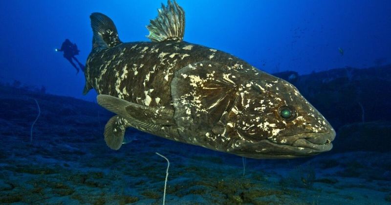 Capturing The Imagination: Why The Public Loves Living Fossils