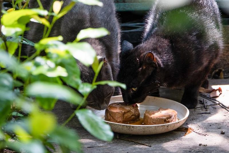 Community Cat Programs