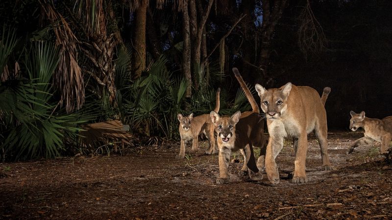 Genetic Rescue: Texas Cougars to the Rescue