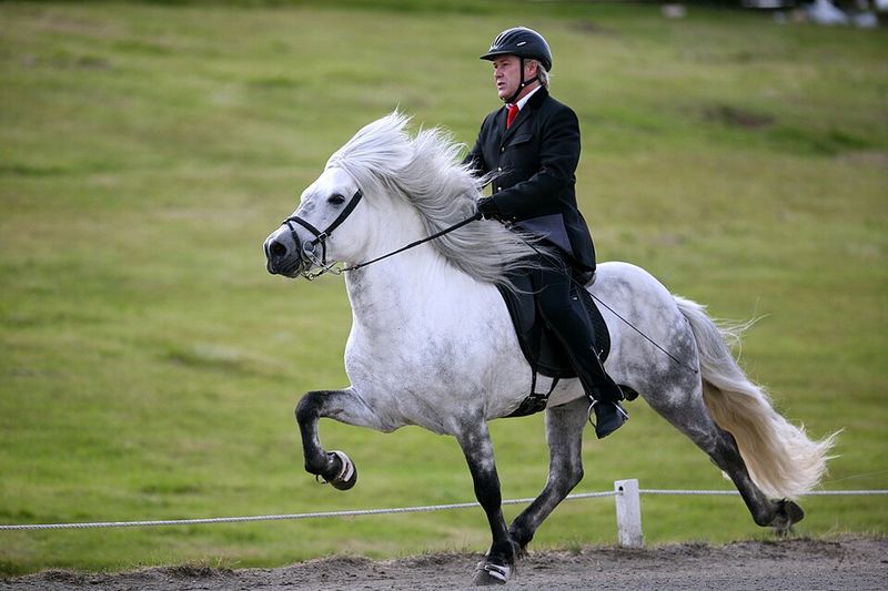 Icelandic Horse: Viking Steeds Making Waves In Northern California
