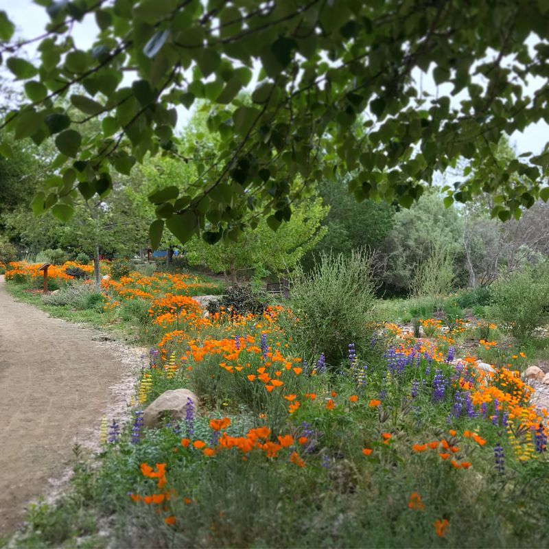 Santa Ynez Valley Botanic Garden – Buellton