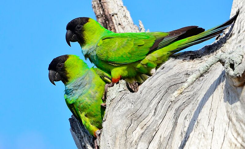 Nanday Parakeet (Aratinga nenday)