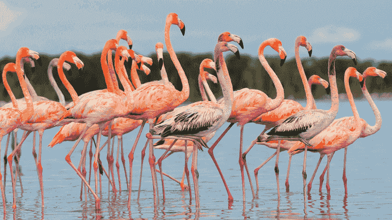 American Flamingo: The Comeback Kid