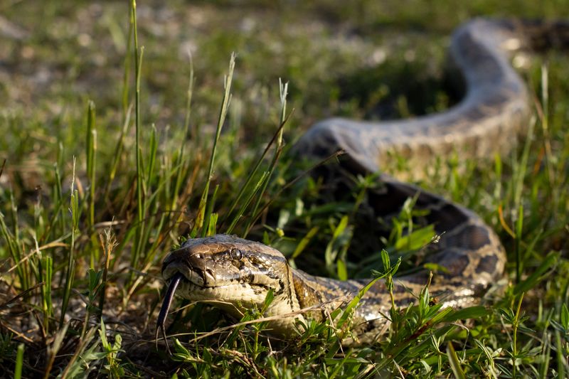 Burmese Python: The Controversial Invader