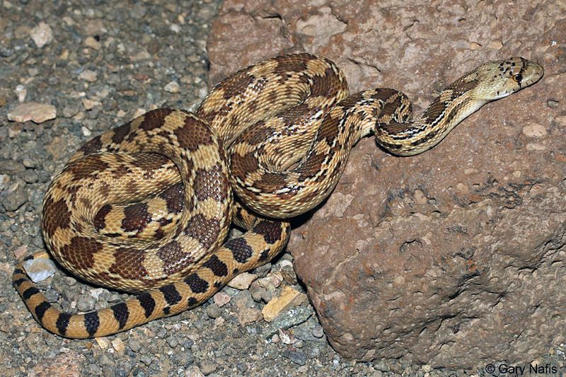 Sonoran Gopher Snake: The Rattlesnake Impersonator