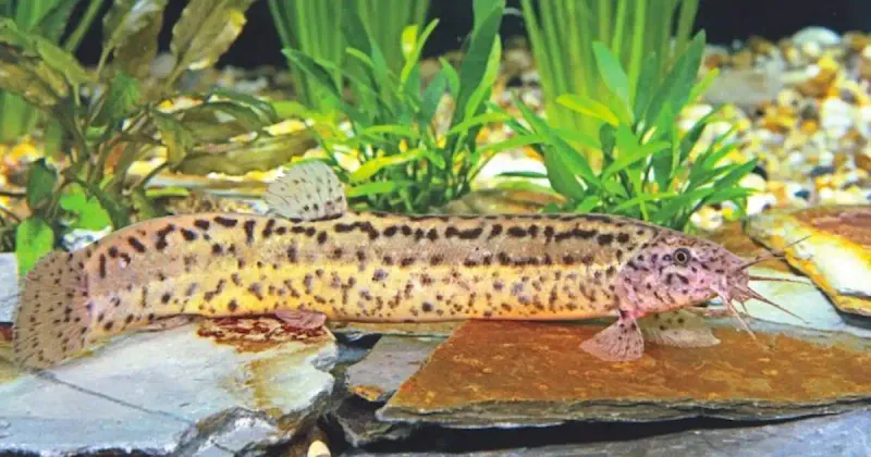 Weather Loach: The Living Barometer
