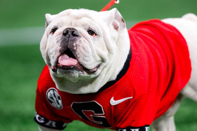 Bulldog