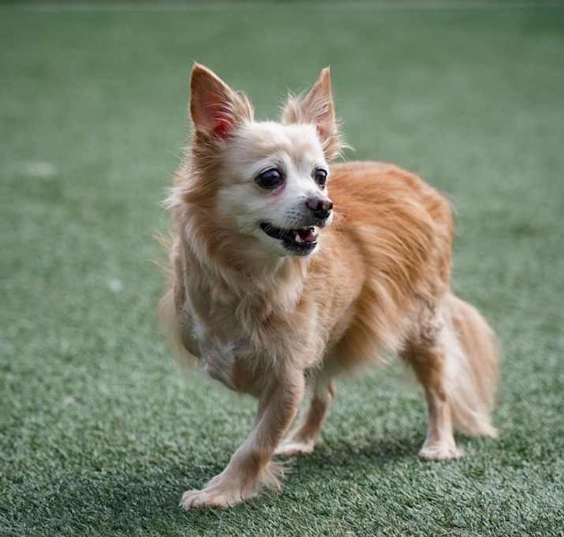 Chihuahua