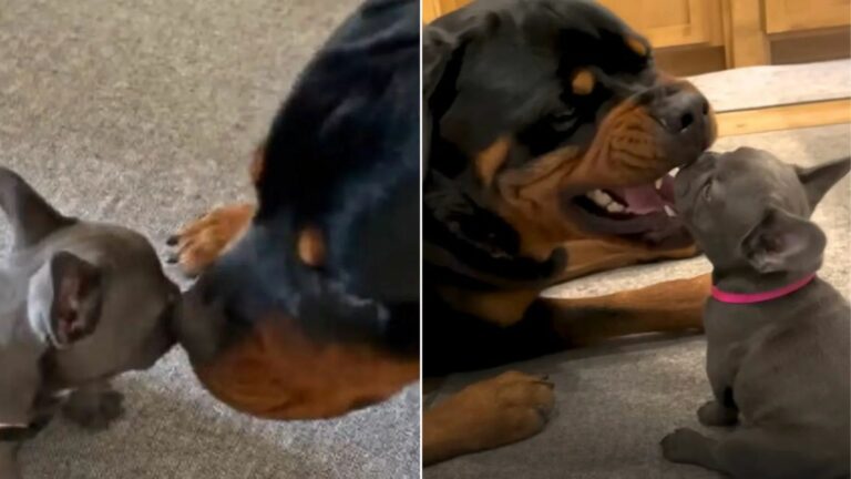 rottweiler and a puppy