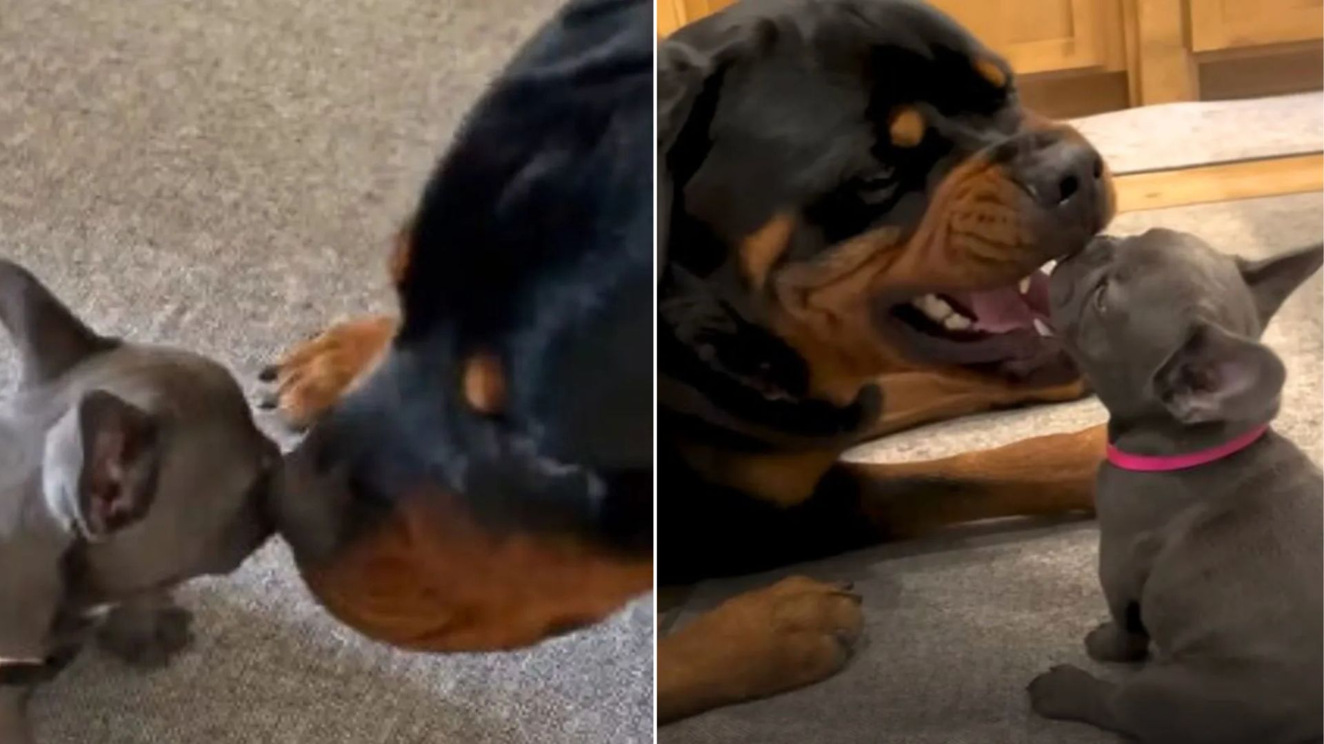 Rottweiler From Oklahoma Meets Puppy For The First Time, His Reaction Is Beyond Hilarious