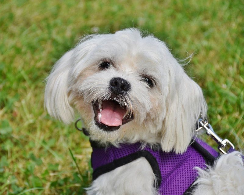 Maltese: The Sunshine-Loving Socialite