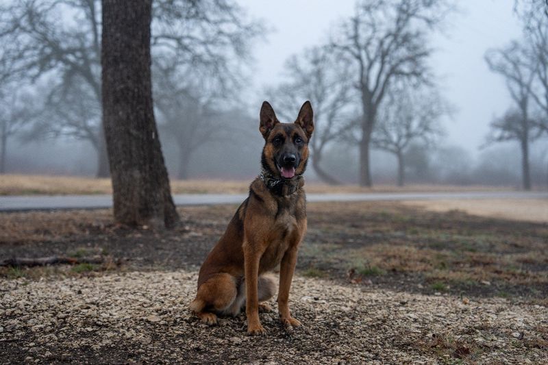Belgian Malinois: The Tireless Patrol Expert