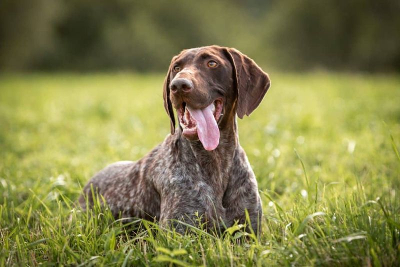 German Shorthaired Pointer: The Tireless Athlete
