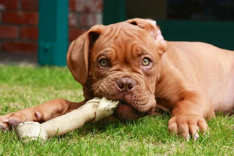 Dogue de Bordeaux