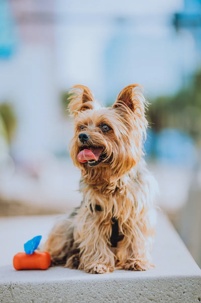 Yorkshire Terrier