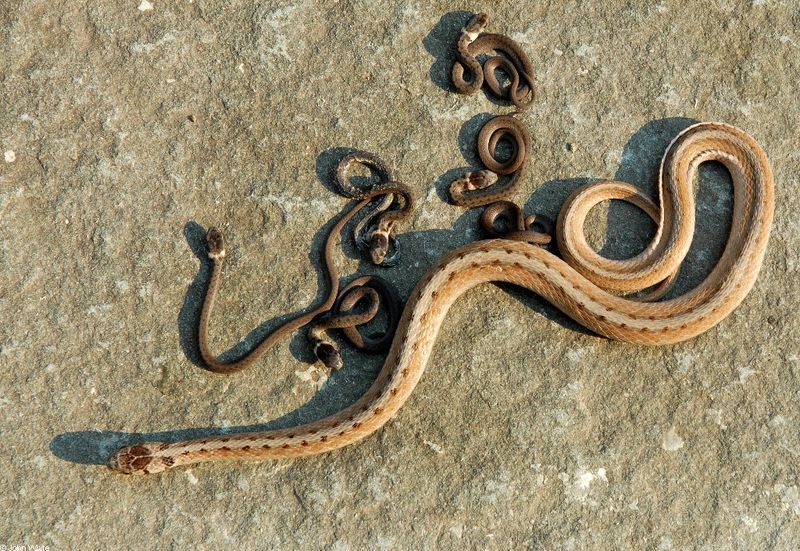 Dekay's Brownsnake: The Garden Miniature