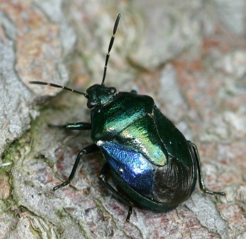 Blue Shieldbug