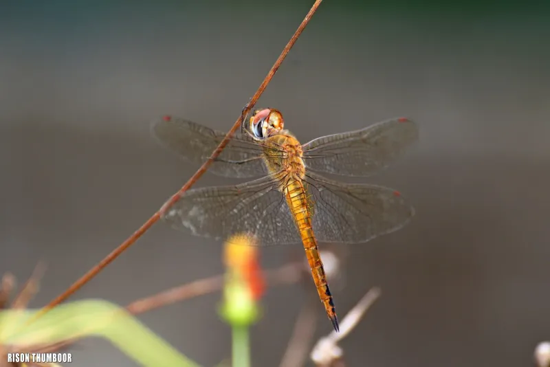Wandering Glider: The Globetrotter