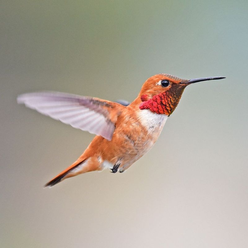 Rufous Hummingbird: The Feisty Winter Visitor