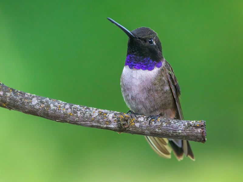 Black-Chinned Hummingbird: The Purple-Throated Wanderer