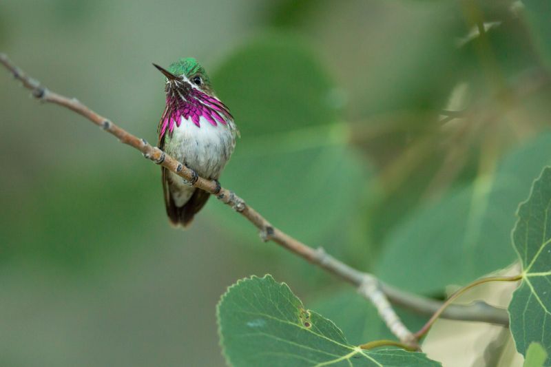 Calliope Hummingbird