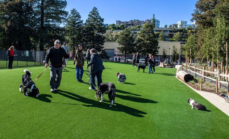 Esprit Park: San Francisco's Doggie Social Club