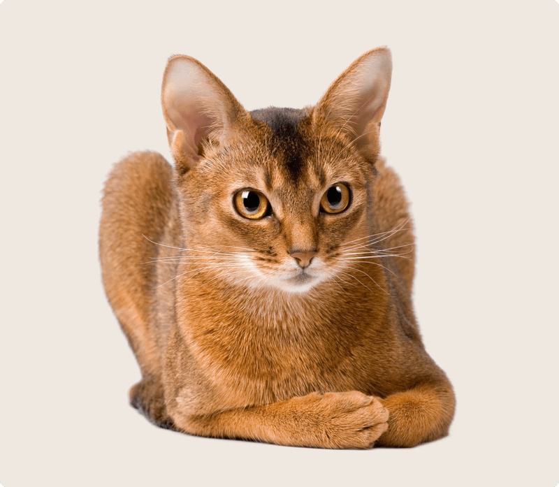 Abyssinian: Active Lifestyle, Active Claims