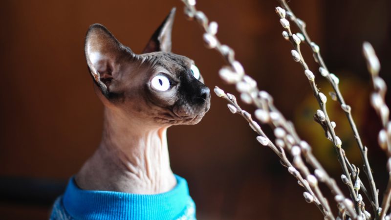 Sphynx: The Space-Efficient Conversation Starter