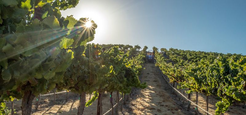 Paso Robles Wine Trail (Northern Reaches)